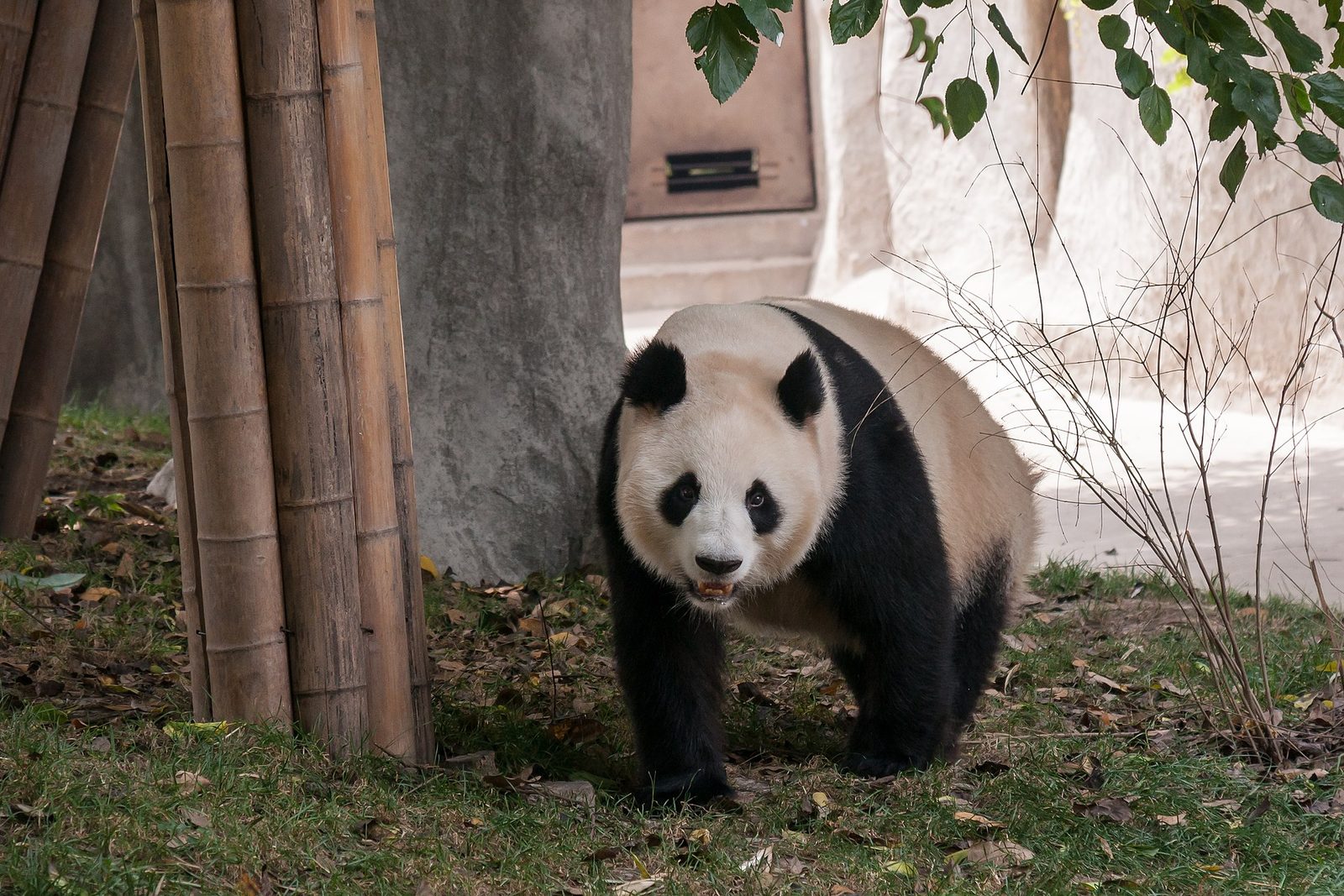 Panda base at feeding time