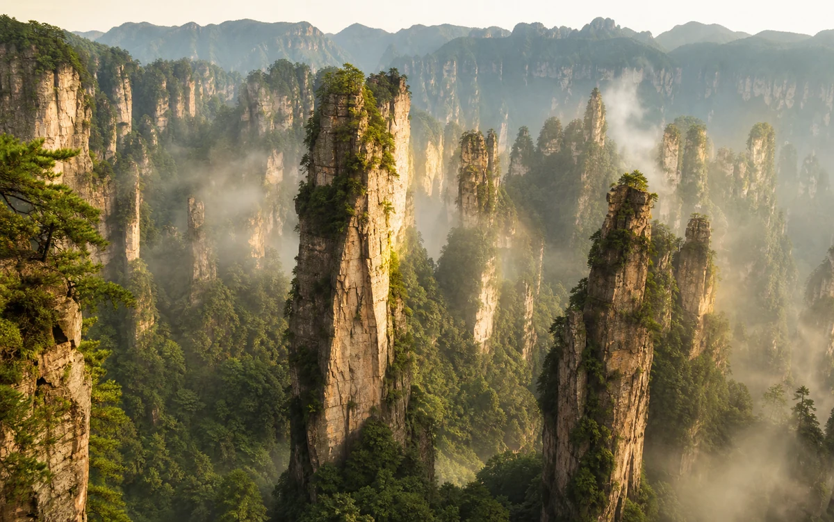 Zhangjiajie's forested sandstone pillars rising through mountain mist